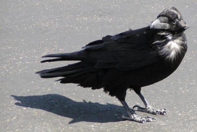 Chihuahuan Raven